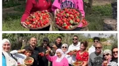 انطلاق موسم حصاد الفراولة بالإسماعيلية