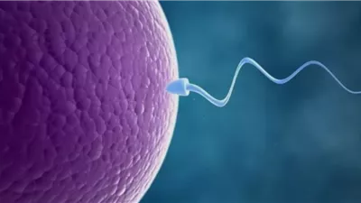 الضوابط الشرعية للحقن المجهري وتحديد نوع الجنين
