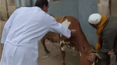 محافظ الجيزة: تحصين 90 ألف رأس ماشية ضد الحمى القلاعية