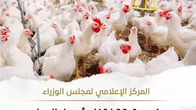حقيقة ارتفاع أسعار الدواجن نتيجة نقص المعروض منها بالأسواق