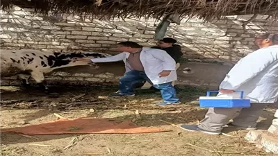 لمواجهة الأمراض الوبائية تحصين 63 ألفا و977 رأس ماشية