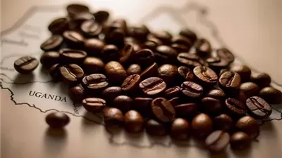 صادرات البن الأوغندية ترتفع 22% في ديسمبر