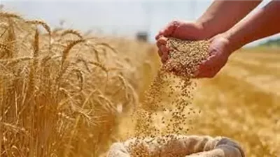 الزراعة: شحنات الأسمدة تتم يوميًا..مخزون تقاوي القمح يتجاوز 14 ألف طن