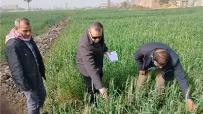 «الزراعة» تواصل حملات متابعة زراعات القمح ومكافحة الآفات