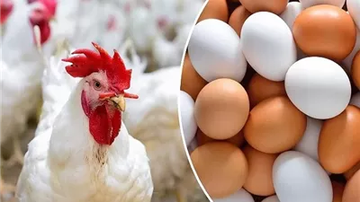 بورصة الدواجن اليوم.. أسعار الفراخ البيضاء والبلدي وكرتونة البيض