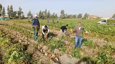 حصاد محصول بنجر السكر شرق الإسماعيلية..صور