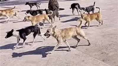 تعقيم الحيوانات في ميزان الفقه..متى يجوز ومتى يُمنع؟