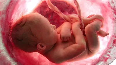 فتوى لشيخ الأزهر تحسم الجدل في مسألة تأجير الأرحام
