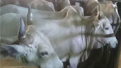 وصول 1470 رأس عجول حية لميناء سفاجا