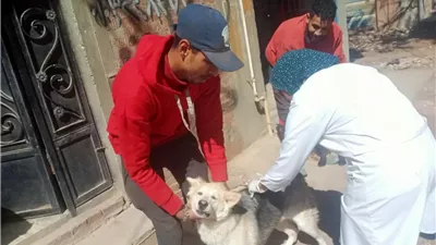 حملة لتحصين وتعقيم وترقيم الكلاب الضالة با فلاقة بدمنهور