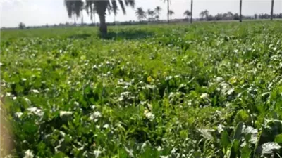 محصول بنجر السكر زراعة حيوية في الإسماعيلية..صور