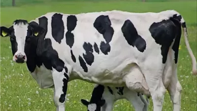 هل يجوز كي الماشية بالنار لتمييزها؟.. المفتي يوضح