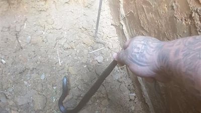 شاهد بالصوت والصورة ثعبان يتسلل إلى داخل قبر ميت أثناء مراسم الجنازة