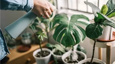 العناية بالنباتات .. سرّ بسيط لحياة أكثر توازنًا وصحة