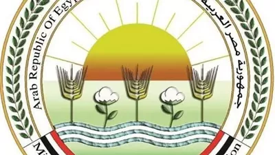 استعدادًا للموسم..تجهيزالتقاوي لتعظيم القيمة المضافة للذهب الأبيض