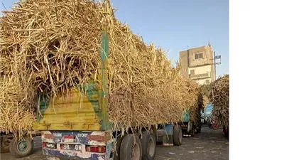 القابضة الغذائية: استلام 4.3 مليون طن قصب وإنتاج 463 ألف طن سكر