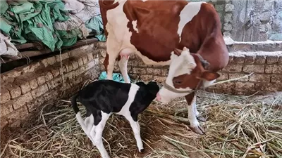 السبت.. انطلاق حملة تحصين ضد الجلد العقدي وجدري الأغنام بالأقصر