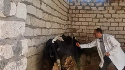 محافظ المنيا يُتابع نتائج الحملة القومية لتحصين الماشية