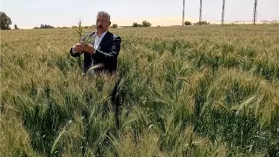 اطلاق موسم حصاد القمح بالمنيا في منتصف الشهر الجاري