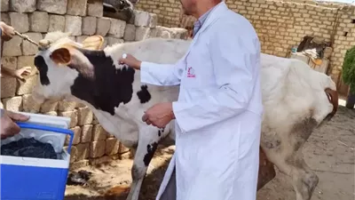تحصين 186 ألفًا و251 رأس ماشية ضمن الحملة الاستثنائية ضد الحمى