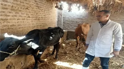 تحصين 91,413 رأس من الماشية والاغنام ضد الجلد العقدي وجدري بقنا