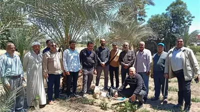 يومًا حقليًّا لمكافحة سوسة النخيل بالإسماعيلية..صور
