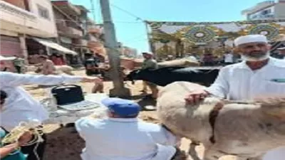 علاج 7141 رأس ماشية ضمن خطة استراتيجية لتنمية الثروة الحيوانية