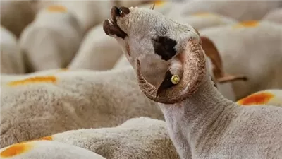 هل يجوز لمن أخذ لحم الأضحية التصرف فيه بالبيع ؟