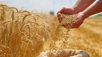 تزامنًا مع موسم حصاده..إليك أهم أحكام زكاة القمح