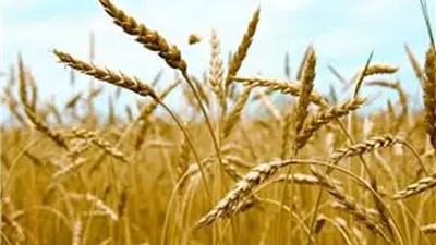 الزراعة: توريد 1.54 مليون طن قمح حتى الآن ونستهدف 5 ملايين طن