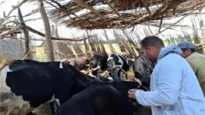 تحصين 164 ألفًا و285 رأس ماشية بكفرالشيخ ضمن الحملة القومية
