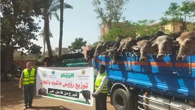 بالصور..توزيع عدد(17) رأس ماشية عشار للأسر الأولى بالرعاية بأسيوط