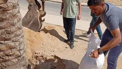 زكريا: جهاز الشروق يزرع 6000 شجرة ونخلة وزهور متنوعة بالمدينة.. فيديو