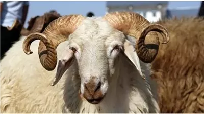 6 مؤشرات خطيرة تجعلك تتراجع فورًا عن شراء هذه الأضحية!
