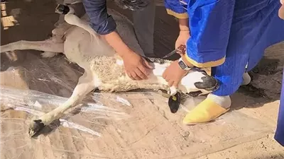 هل يجوز ذبح الأضحية أثناء خطبة العيد؟.. الإفتاء تجيب