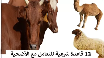 عيد الأضحى.. 13 قاعدة شرعية للتعامل مع الأضحية