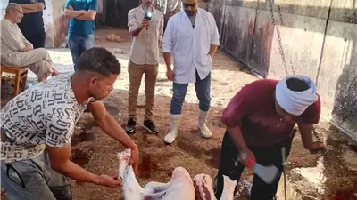 محافظ أسيوط: ذبح الأضاحي بالمجازر الحكومية مجانًا طوال أيام العيد