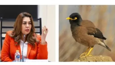 التنمية المحلية والبيئة تواصل رصد الطائر الهندي للحد من انتشاره