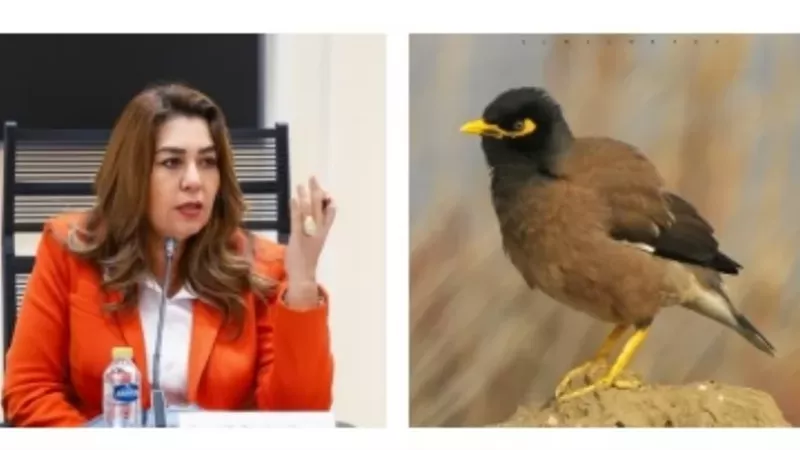 التنمية المحلية والبيئة
