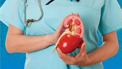 اكتشاف مذهل.. العلماء يكشفون نظامًا سريًا داخل الكلى