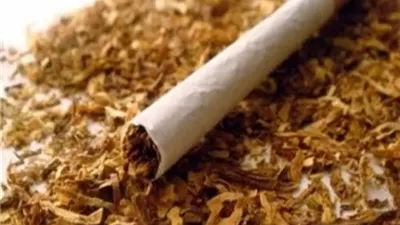 باحثون يفسرون كيف يعزز النيكوتين السلوك القهري تجاه الطعام