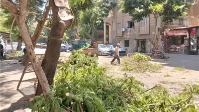 الجيزة تتعامل مع شجرة مائلة بالعجوزة وتزيل إشغالات بمحيط مدرسة