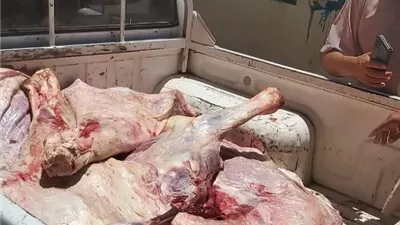 تحرير 205 مخالفات وضبط لحوم غير صالحة للاستهلاك الآدمي بالمنيا