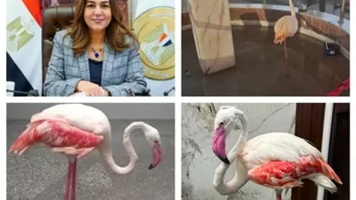 حملة مكبرة على كافيتريات كورنيش الإسكندرية تضبط طائر فلامنجو