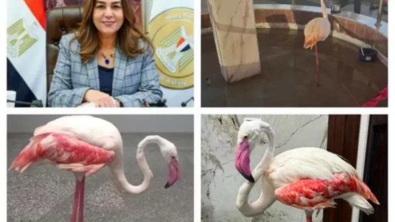 ضبط طائر فلامنجو