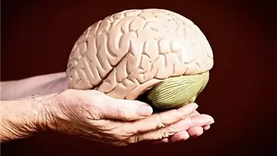 هل يستطيع دماغ البالغين إصلاح نفسه؟