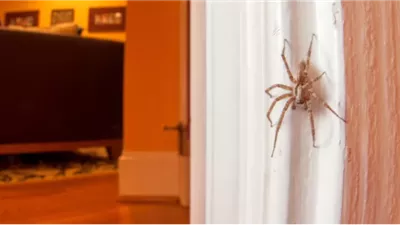 لا تقتل العنكبوت .. في منزلك ..!!