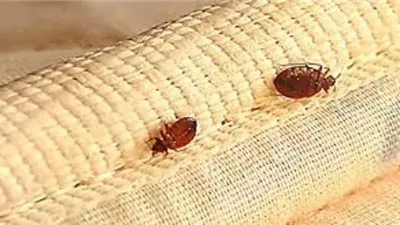 ليس مجرد لدغات وحكة.. دراسة تكشف مفاجأة جديدة عن بق الفراش