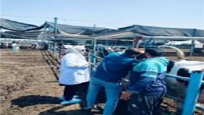 فحص 2479 رأس ماشية ضد البروسيلا والسل البقري بالشرقية