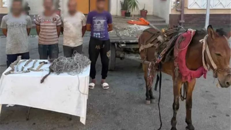 بوابة الجمهورية